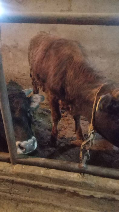 Семіз жастан асқан