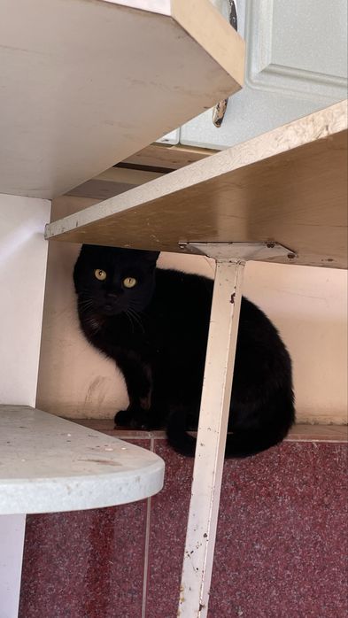 Отдам черную кошку срочно