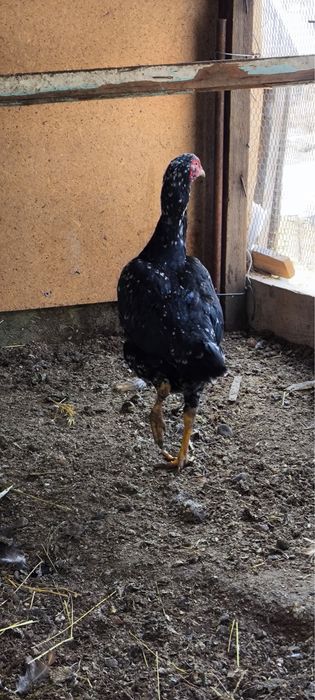 Продам даканиху чистая китаянка