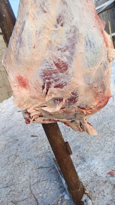 Откорм бұқалар сатамыз