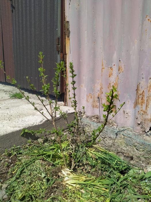 Форзиция сорт кумсом