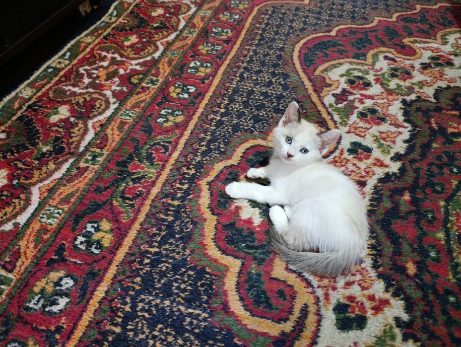 Отдаю даром котят