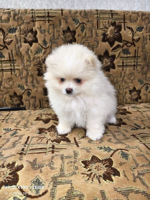 Очаровательный щенок шпица.