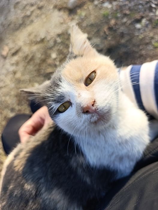 Подарява се коте