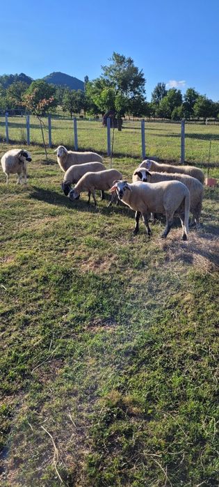 Oi de vanzare, ovine
