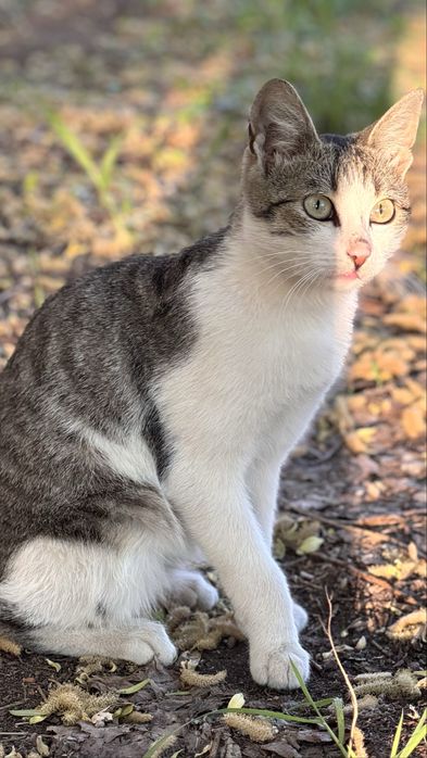 Отдам котенка, мальчик. Ищу дом для кота