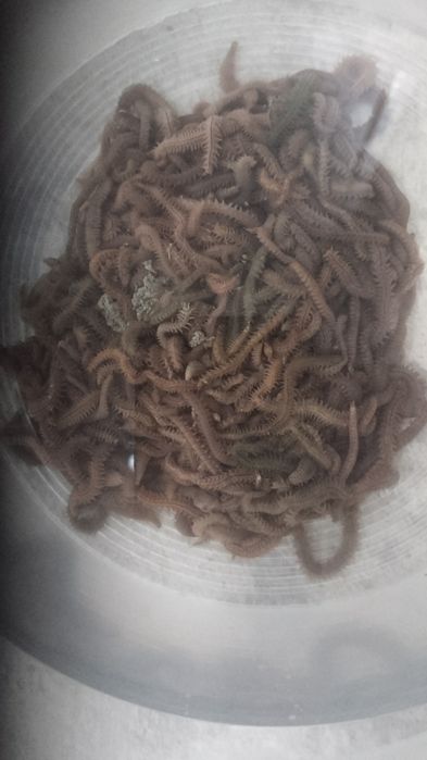 Продам морские черви крупные