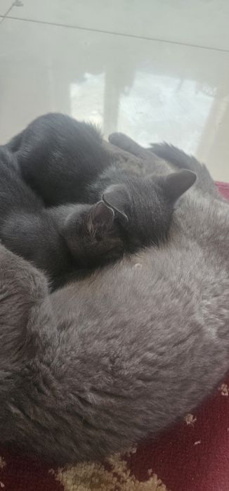 Котёнок русский голубой