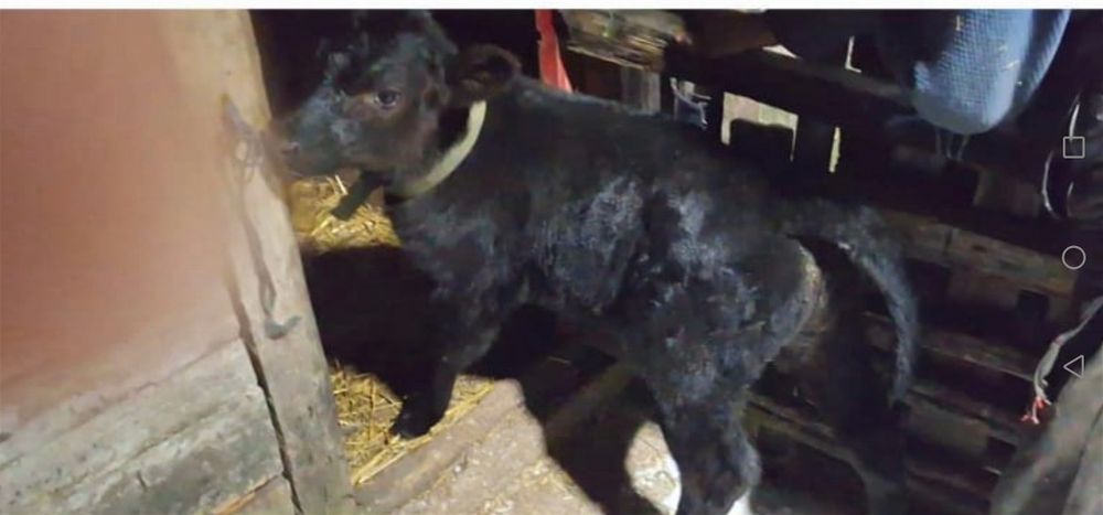 Vitea rasa Angus, 1 luna