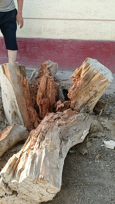 Дрова. Самовывозом