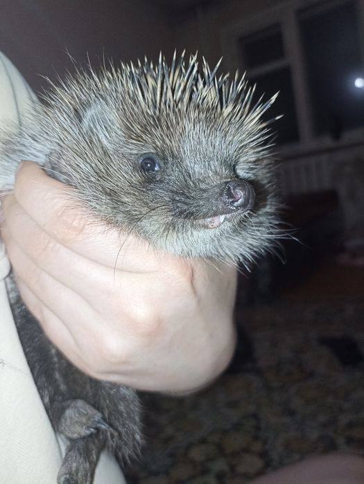 Продам ёжика домашнего