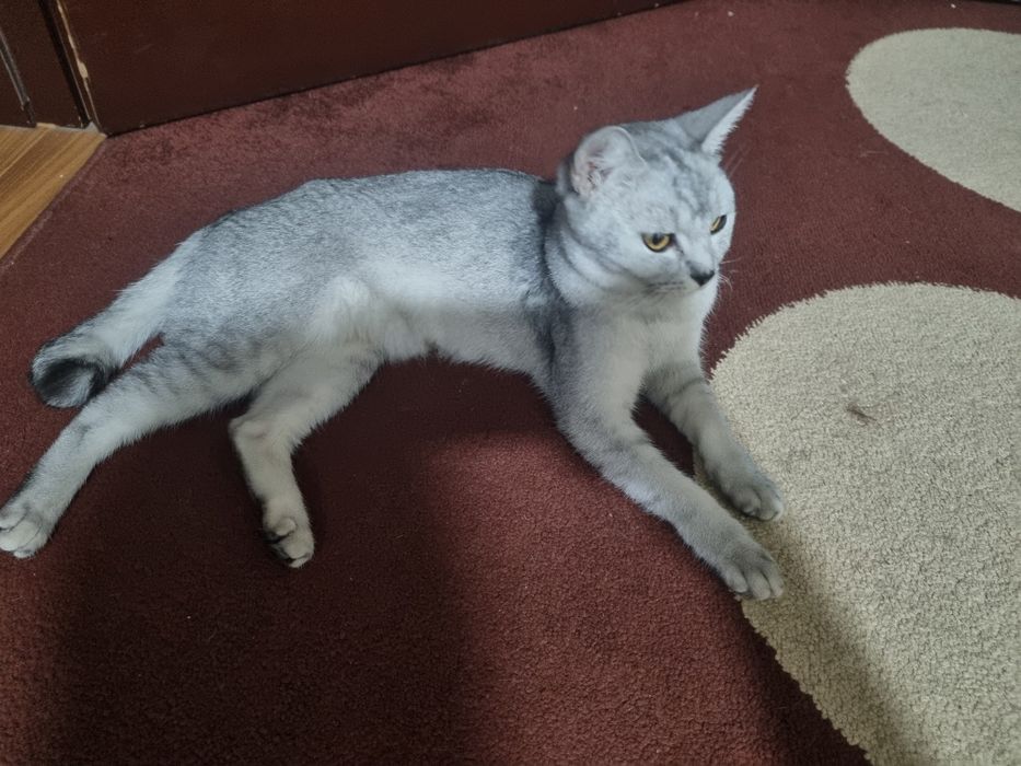 Серебристая шиншилла 2 та боласи билан срочно сотилади