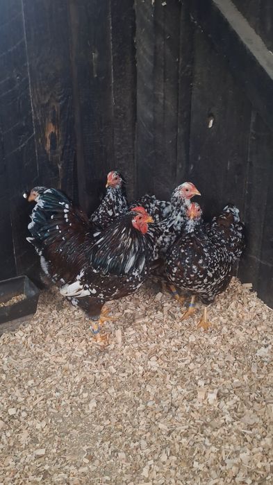 Familie Wyandotte pitic porțelan