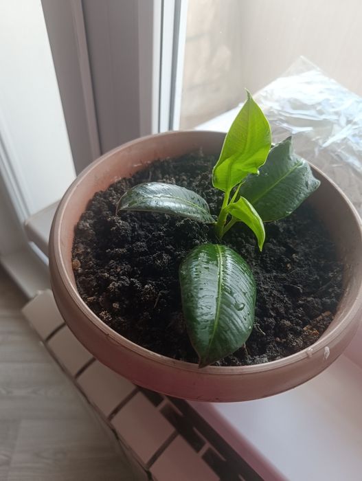 Продам фикус каучуконосный