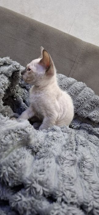 Донской сфинкс котята