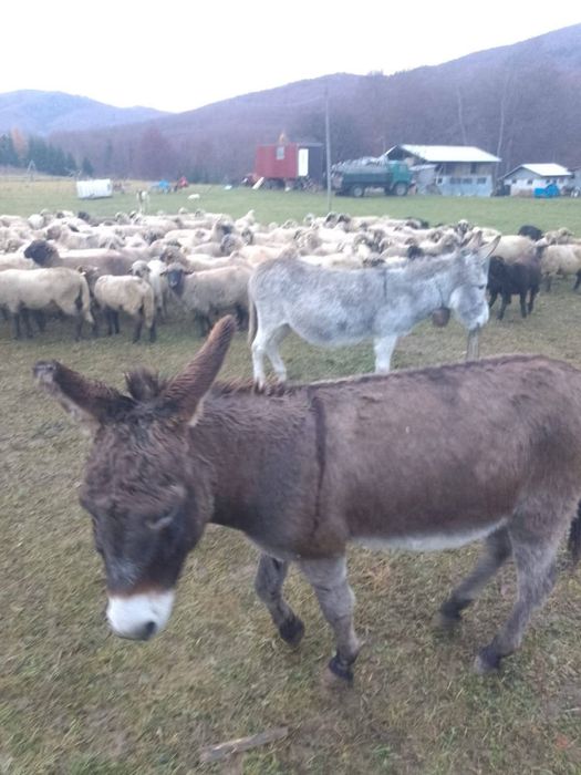 Vând sau Schimb Măgari
