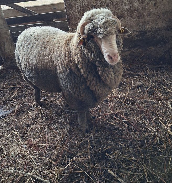 Vând berbec merinos de palas mior.