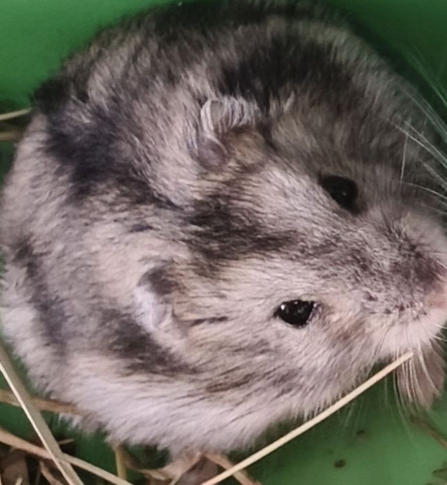 Vand hamster 4 lunite :-) predare n sector 5