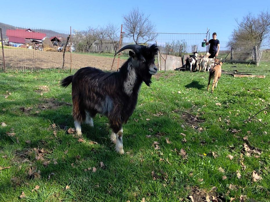 Vând capre si un țap