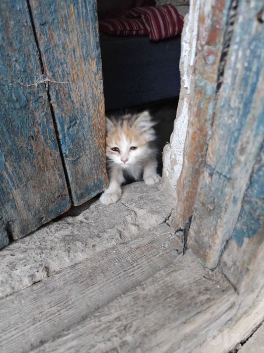 Котенок в добрые руки