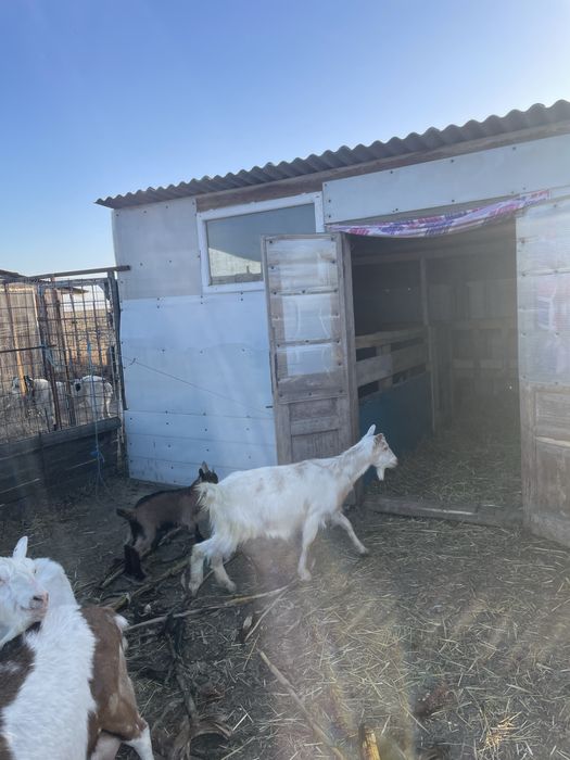 Capră Saanen cu 2 ieduțe gemene si una la prima fatare – rasă de lapte