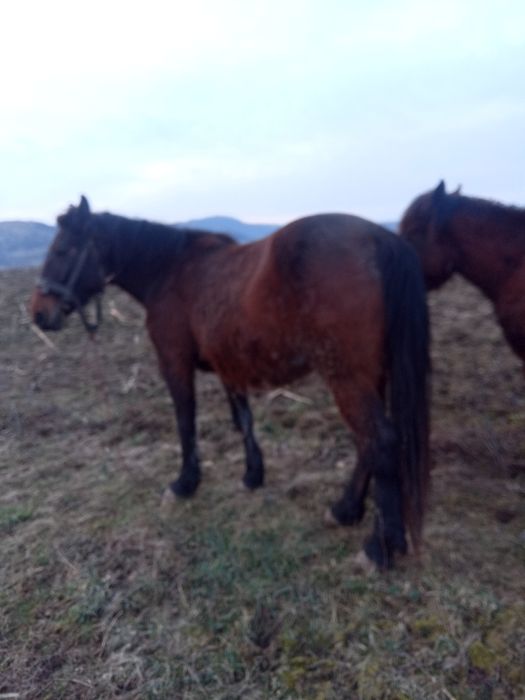 Vând iapa rosie gestanta