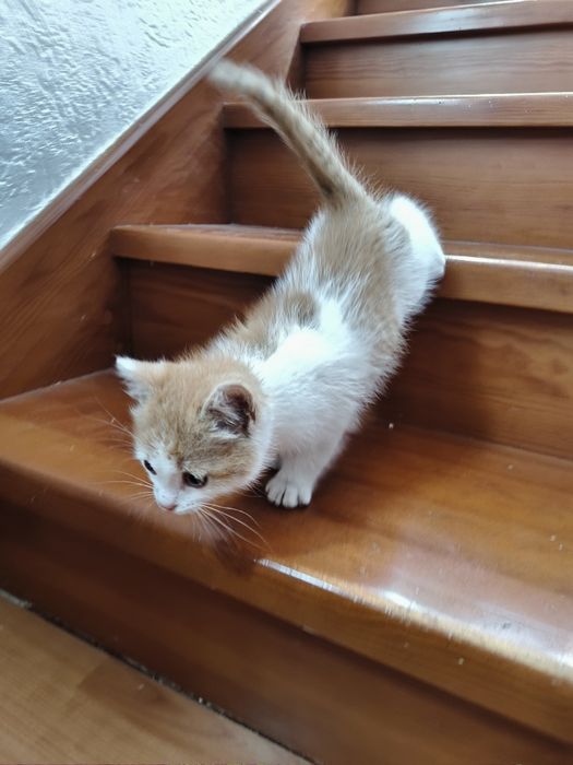 Котенок английская порода