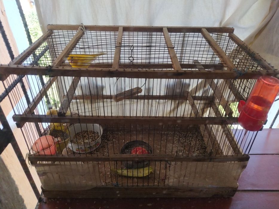 2ta Kanareka 1 yarm yosh 400min som ga beraman