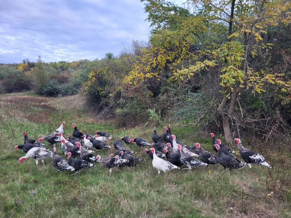 Vand curci de anul acesta