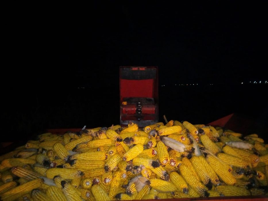 Vând porumb boabe la 1 leu