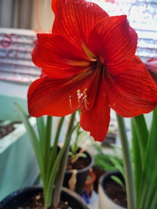 Продается Цветущая Лилия