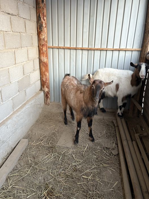 Козы Зааненская порода