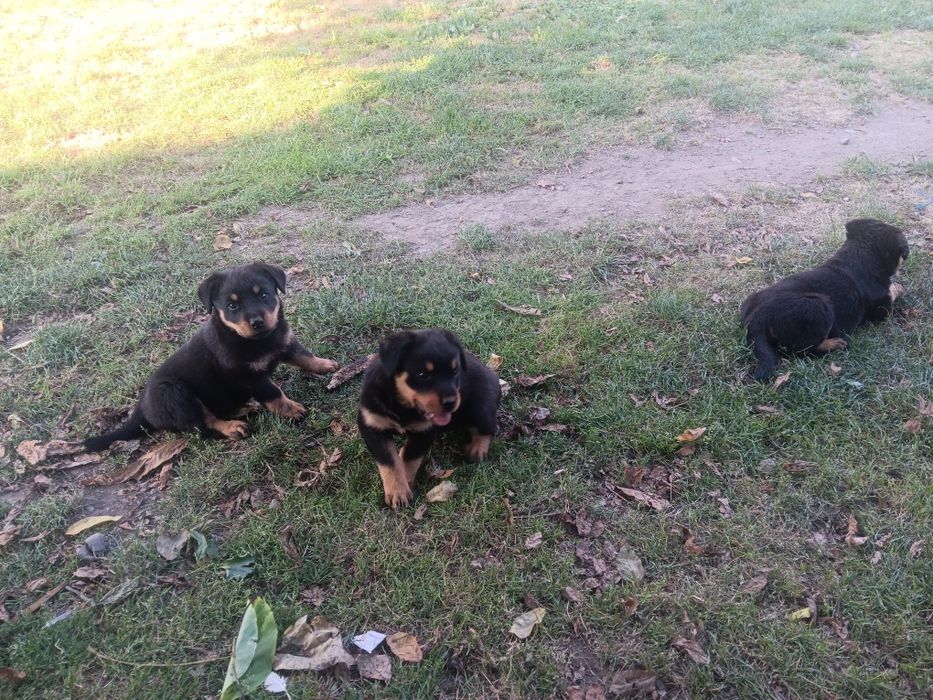3 pui de Rottweiler își caută o familie!