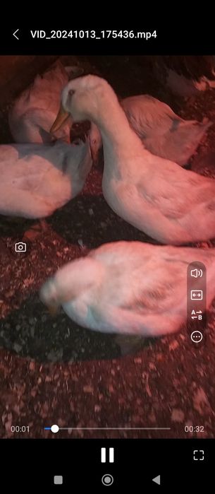 Утки живьём белые