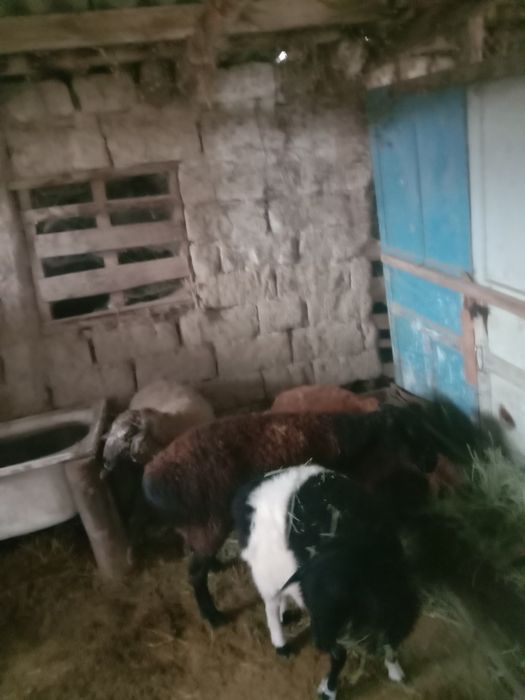 Тұсақ буаз Тоқтылар