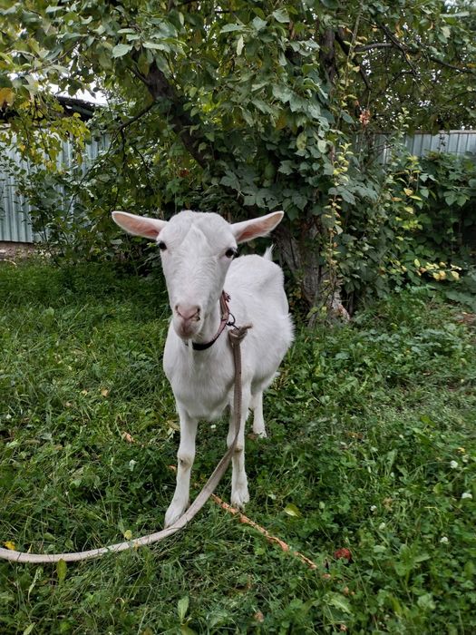 Заанен ешкі сатылады 1 туған