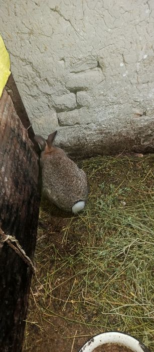 Nar quyon oʻgʻil bola 250mingdan