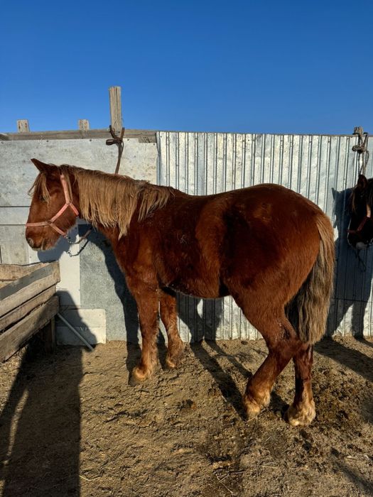 Тяжеловоз тай сатылады