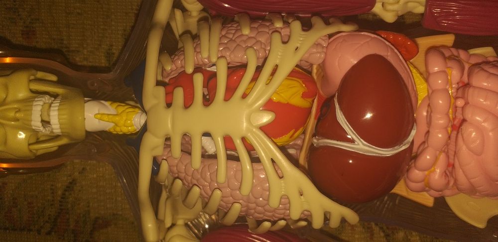 Colectia completa Corpul Uman