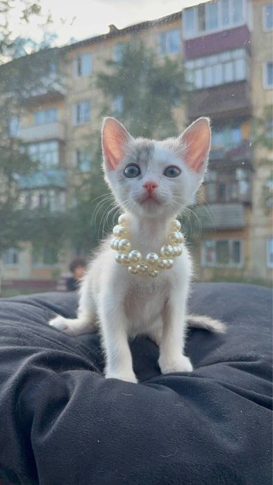 Отдадим кошечку в добрые руки
