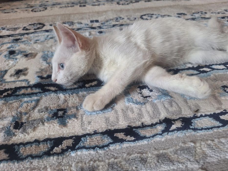 Мысық 1 жыл сатам ұл