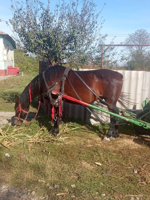 Cal castrat de vânzare