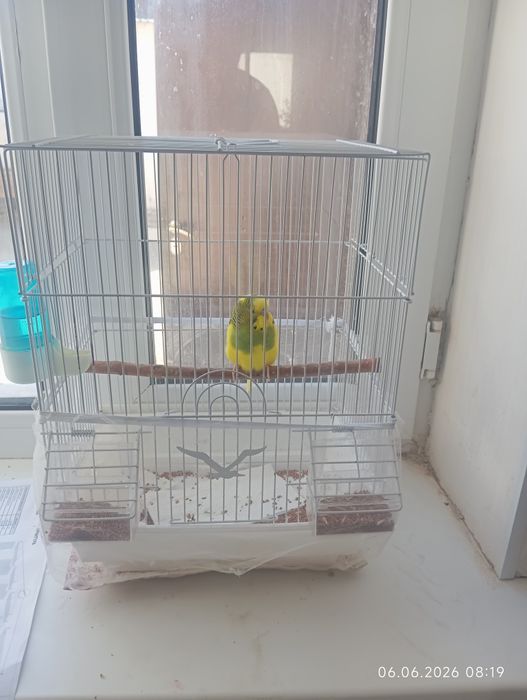 Продам папугай с клеткой