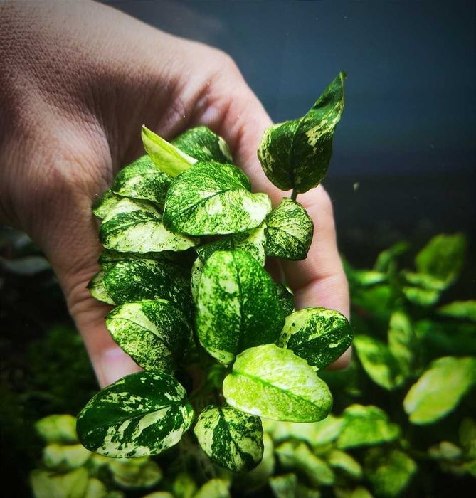 Anubias  nana Pinto – plantă rară, stoc limitat, doar 5 bucăți.