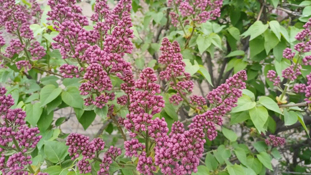 Продам сирень по 500 тнг