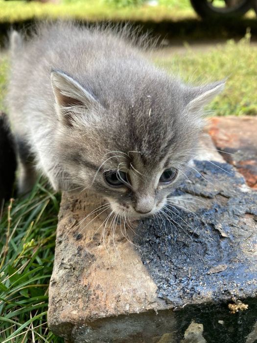 Отдам котенка в добрые руки