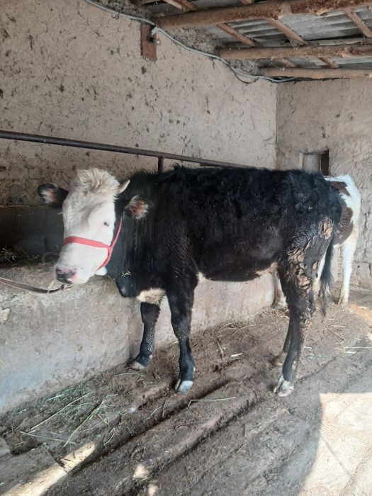 2 та гибрид гунажинлар.