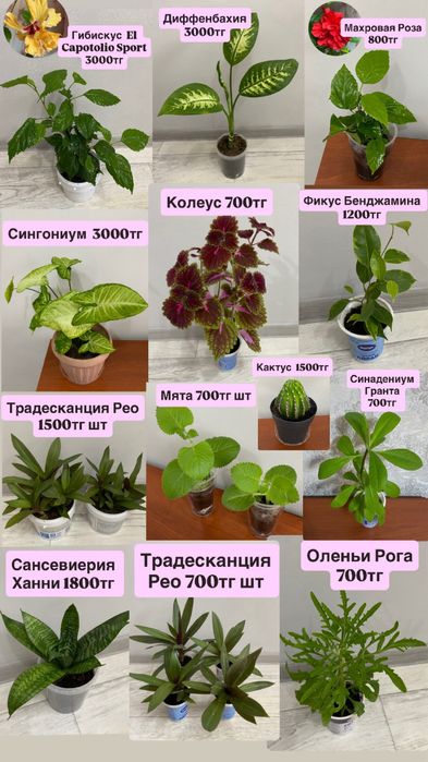 Комнатные цветы цветы цветы