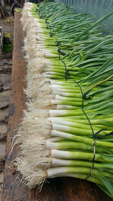 Vând usturoi verde.