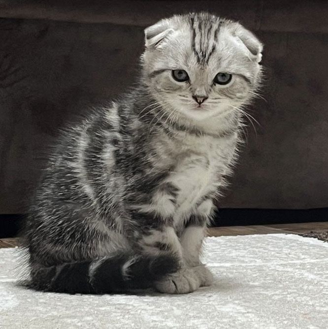 Котёнок скоттиш страйт